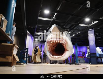 New York, Usa. 30th. November 2021. Arbeiter der American Museum of Natural History Exhibition basteln und montieren ein massives, 27 Meter langes, 10 Meter hohes Modell des alten Hai-Megalodons als Teil der neuen Ausstellung Sharks, die am 15. Dezember in New York City am Dienstag, den 30. November 2021, im American Museum of Natural History eröffnet wird. Foto von John Angelillo/UPI Credit: UPI/Alamy Live News Stockfoto