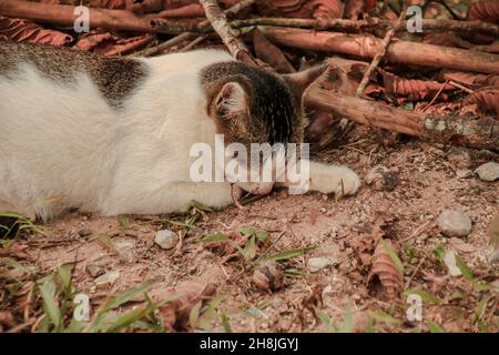 Nahaufnahme einer niedlichen, verschnaufenen, weiß-braunen Katze, die auf einem felsigen Boden mit Steinen liegt Stockfoto