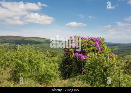 Blühende Rhododendron-Pflanze im Glendalough National Park in den Wicklow Mountains, Irland. Stockfoto