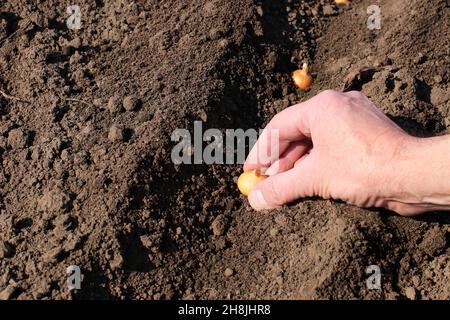 Bauernhand, die Zwiebeln pflanzt. Frühjahrsarbeit im Garten. Zwiebeln aussäen. Stockfoto