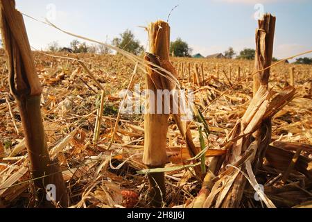 Agrarfeld nach Maisernte. Auf dem Feld befinden sich die Überreste von Maisstängeln und Blättern. Stockfoto