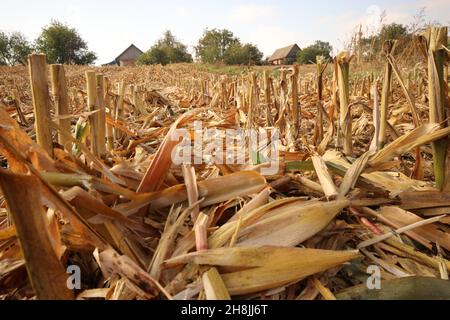 Agrarfeld nach Maisernte. Auf dem Feld befinden sich die Überreste von Maisstängeln und Blättern. Stockfoto