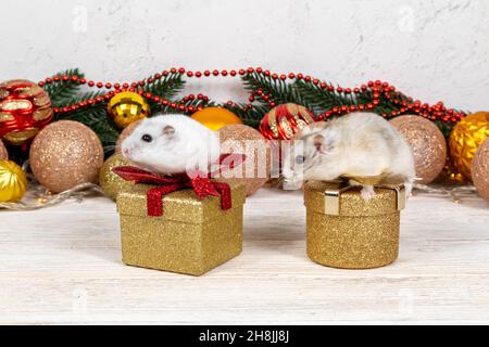 Zwei dzungarische Hamster hellbraun und weiß auf einer goldenen Geschenkbox. Weihnachtskarte mit Hamstern auf einem Hintergrund aus goldenen und roten Kugeln und Girlanden. Stockfoto