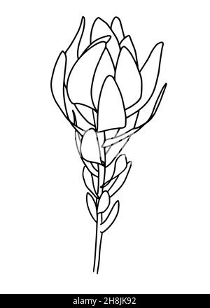 Konturzeichnung des Astes mit den Blättern. Vektor-isoliertes Clipart. Minimales monochromes, handgezeichnetes botanisches Design. Stock Vektor