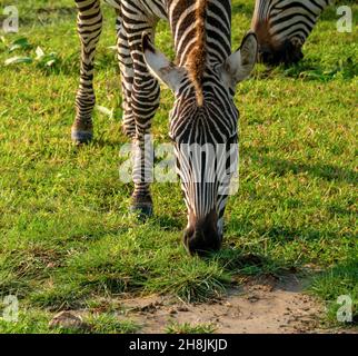 Nahaufnahme Aufnahme von Zebras Equus quagga sind Grazin auf den weiten grasbewachsenen Ebenen des Ngorongoro-Krater-Schutzgebiets in Tansania Stockfoto