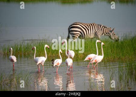 Kleine rosa Flamingos und Zebras grasen im See in Ngorongoro Conservation Area in Tansania, Afrika Stockfoto