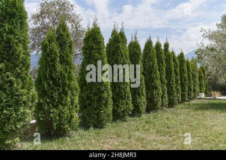 Große Thuja wachsen in einer Reihe im Garten. Stockfoto