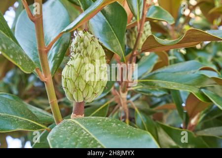 Magnolienfrucht auf einem Baum aus der Nähe. Stockfoto