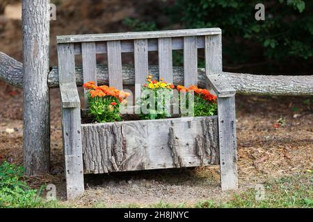 Nahaufnahme eines hölzernen Sitzbepflanzers mit Chrysanthemen darin gepflanzt. Stockfoto