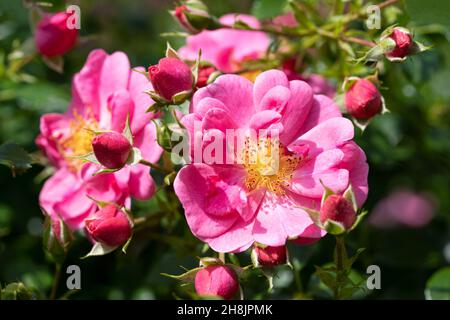 Nahaufnahme der Rosenblüte, bienenfreundliche Blume des Sommers Stockfoto