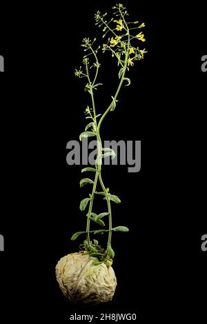 Blühendes Kohl, gelbe Kohlblüten, isoliert auf schwarzem Hintergrund. Stockfoto