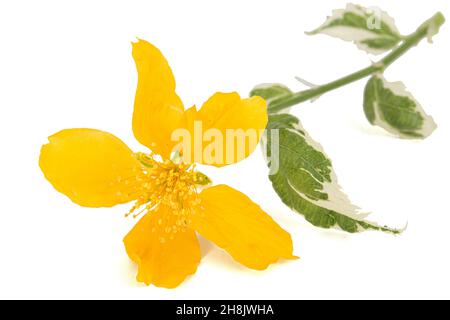 Gelbe Blume von Kerria japonica, auf weißem Hintergrund Stockfoto