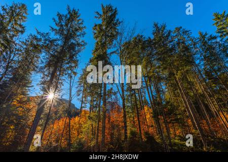 Zauberwald oder Zauberwald mit der Ramsauer Ache bei Hintersee in Herbstfarben, Ramsau, Oberbayern, Süddeutschland Stockfoto