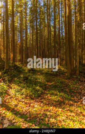 Zauberwald oder Zauberwald mit der Ramsauer Ache bei Hintersee in Herbstfarben, Ramsau, Oberbayern, Süddeutschland Stockfoto