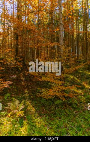 Zauberwald oder Zauberwald mit der Ramsauer Ache bei Hintersee in Herbstfarben, Ramsau, Oberbayern, Süddeutschland Stockfoto