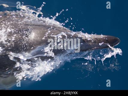 Nahaufnahme eines Delfins, der im Wasser schwimmt Stockfoto
