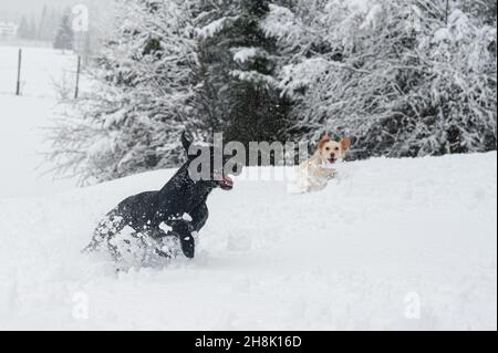 Zwei Hunde, braun und schwarz, laufen spielerisch durch Neuschnee in einer wunderschönen Winternatur. Stockfoto