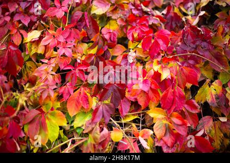 Die Wand ist mit gelockten, Mädchentrauben umflochten. Dekorative leuchtend rote Pflanze im Herbst. Stockfoto