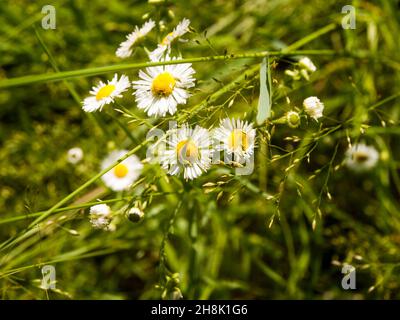 Gänseblümchen blüht in voller Blüte, umgeben von grünem Sommerrasen Stockfoto