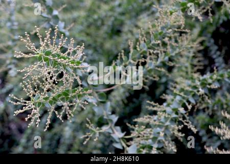 Akazie pravissima keilblättriger Wattle – kleine cremefarbene Blütenknospen und dreieckige grau-grüne dreieckige Blätter an hängenden Zweigen, November, England, Stockfoto