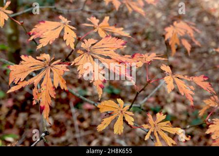 Acer japonicum ‘Aconitifolium’ Vollmond-Ahorn – abgerundete, tief gelappte orange und rote Blätter, November, England, Großbritannien Stockfoto