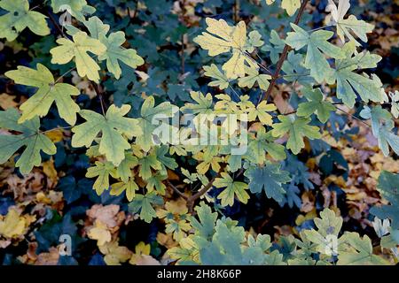 Acer campestre Field Ahorn – gelbe, mittelgrüne und dunkelgrüne gelappte Blätter, November, England, Großbritannien Stockfoto