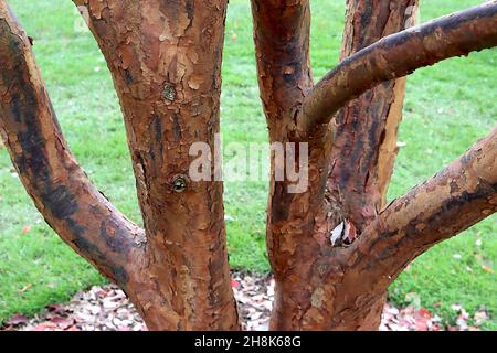 Acer griseum paperbark Ahorn – kastanienbrauner Stamm mit abblätternder Rinde, November, England, Großbritannien Stockfoto