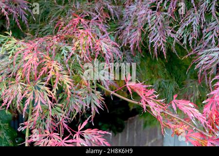 Acer palmatum dissectum ‘Viridis’ japanischer Cutleaf-Ahorn Viridis – fein seziert mittelgrüne, violette, rote, orange und gelbe Blätter, November, Großbritannien Stockfoto