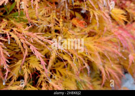 Acer palmatum dissectum ‘Viridis’ japanischer Cutleaf-Ahorn Viridis – fein zerschnittete orange-gelbe Blätter, November, England, Großbritannien Stockfoto