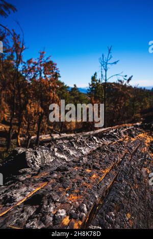 Nahaufnahme verbrannter Baum nach Waldbränden in Mount Lemmon National Forests, Tucson Arizona Stockfoto