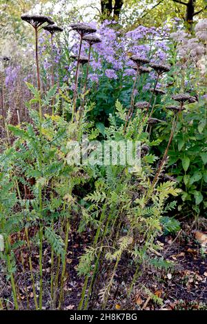 Achillea filipendulina ‘cloth of Gold’ Schafgarbe cloth of Gold - große gewölbte Haufen von Buff-Samenköpfen und mittelgrünen Blättern an hohen Stielen, November, UK Stockfoto