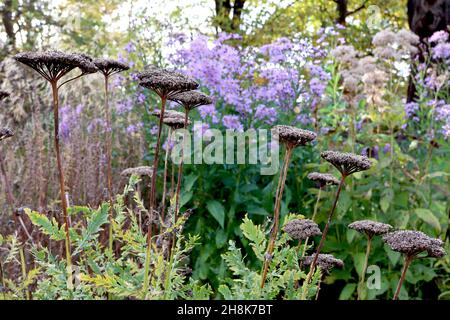 Achillea filipendulina ‘cloth of Gold’ Schafgarbe cloth of Gold - große gewölbte Haufen von Buff-Samenköpfen und mittelgrünen Blättern an hohen Stielen, November, UK Stockfoto