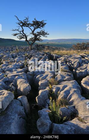 Auf Kalksteinpflaster in Twistleton Scar, im Yorkshire Dales National Park, Großbritannien, wächst ein eineinziger Baum Stockfoto