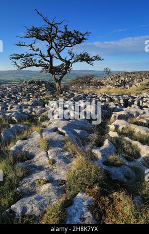 Auf Kalksteinpflaster in Twistleton Scar, im Yorkshire Dales National Park, Großbritannien, wächst ein eineinziger Baum Stockfoto