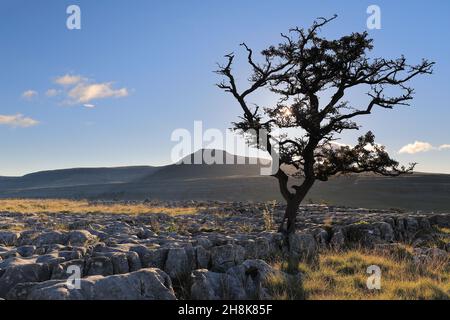 Auf Kalksteinpflaster bei Twistleton Scar wächst ein einteiler Baum mit Blick auf Ingleborough im Yorkshire Dales National Park Stockfoto