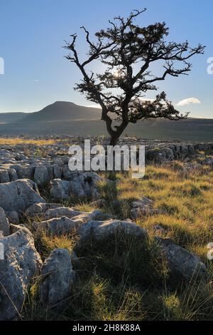 Auf Kalksteinpflaster bei Twistleton Scar wächst ein einteiler Baum mit Blick auf Ingleborough im Yorkshire Dales National Park Stockfoto