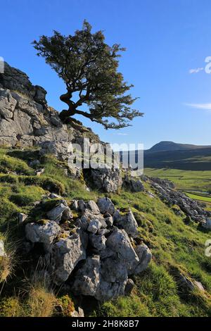 Bei Twistleton Scar klammert sich ein eineinäugige Baum an Kalksteinfelsen mit Blick auf Ingleborough im Yorkshire Dales National Park Stockfoto