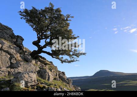 Bei Twistleton Scar klammert sich ein eineinäugige Baum an Kalksteinfelsen mit Blick auf Ingleborough im Yorkshire Dales National Park Stockfoto