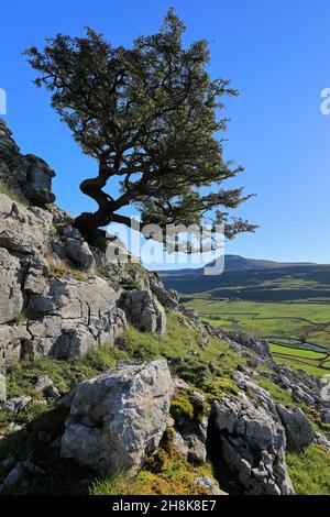 Bei Twistleton Scar klammert sich ein eineinäugige Baum an Kalksteinfelsen mit Blick auf Ingleborough im Yorkshire Dales National Park Stockfoto