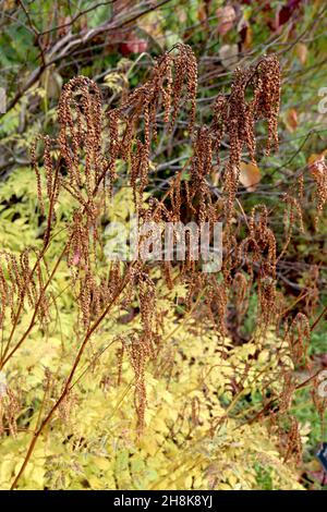 Aruncus ‘Horatio’ Ziegenbart – dichte Haufen gebogener Raceme aus eiförmigen braunen Samenköpfen an hohen Stielen und gelben Blättern, November, England, Großbritannien Stockfoto