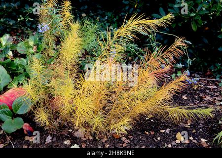 Amsonia hubrichtii Arkansas bluestar – sehr schmale und lange leuchtend gelbe, grüne und orangefarbene Blätter an aufrechten Stielen, November, England, Großbritannien Stockfoto