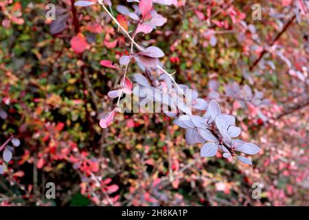 Berberis thunbergii Japanische Berberbeere – eiförmige glänzende rote Beeren und violette und rote obovate Blätter, November, England, Großbritannien Stockfoto