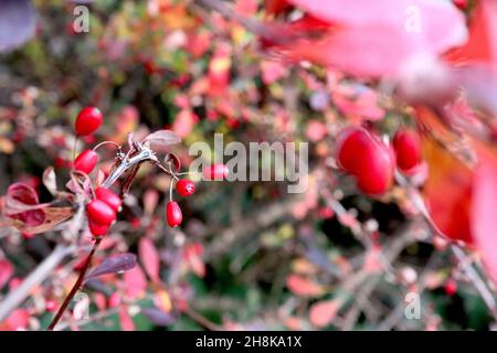 Berberis thunbergii Japanische Berberbeere – eiförmige glänzende rote Beeren und violette und rote obovate Blätter, November, England, Großbritannien Stockfoto