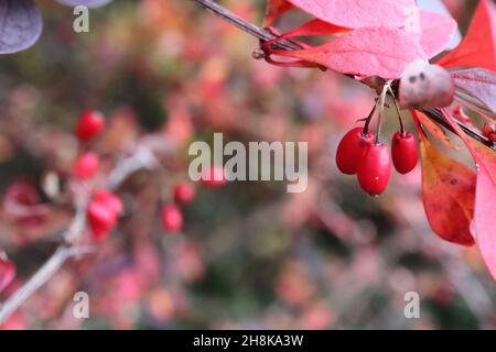 Berberis thunbergii Japanische Berberbeere – eiförmige glänzende rote Beeren und violette und rote obovate Blätter, November, England, Großbritannien Stockfoto