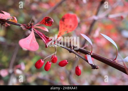 Berberis thunbergii Japanische Berberbeere – eiförmige glänzende rote Beeren und violette und rote obovate Blätter, November, England, Großbritannien Stockfoto