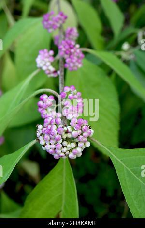 Callicarpa Americana var Lactea American beautyberry - winzig lila, rosa und weiße Beeren und große eiovierte Blätter, November, England, Großbritannien Stockfoto
