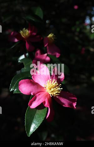 Camellia sasanqua ‘Rubra’ tiefrosa Einzelblüten mit kurzen gelben Staubgefäßen und glänzenden dunkelgrünen elliptischen Blättern, November, England, UK Stockfoto