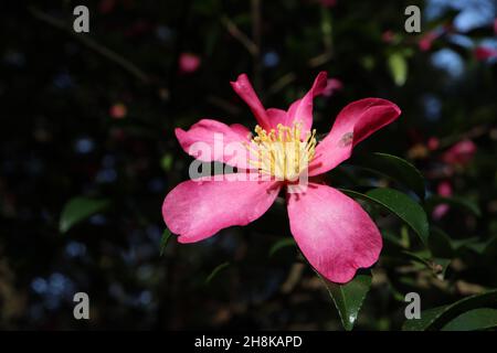 Camellia sasanqua ‘Rubra’ tiefrosa Einzelblüten mit kurzen gelben Staubgefäßen und glänzenden dunkelgrünen elliptischen Blättern, November, England, UK Stockfoto