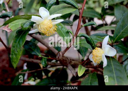 Camellia sinensis Teepflanze – kleine weiße Blüten, Multistaminat, dunkelgrüne, lanzenförmige Blätter, November, England, Großbritannien Stockfoto