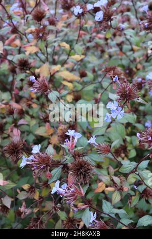 Ceratostigma willmottianum ‘Forest Blue’ Chinese plumbago – himmelblaue Blüten, kugelförmige stachelige braune Samenköpfe und frische grüne Blätter mit rotem Umriss Stockfoto